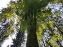 Trident-Buche-Webpage-2-scaled.jpg