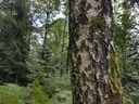Schneeweisschen-Birke-Webpage-2-scaled.jpg