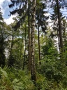 Schneeweisschen-Birke-Webpage-3-scaled.jpg