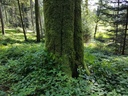 Trident-Buche-Webpage-4-scaled.jpg