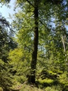 Helios-Buche-webpage-3-scaled.jpg