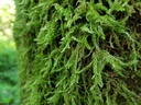 Trident-Buche-Webpage-5-scaled.jpg