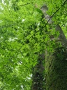 Paarhufer_5_1500px.jpg