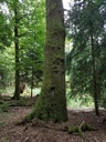 Helvetia-Eiche-Webpage-2-scaled.jpg