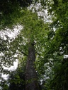 Helvetia-Eiche-Webpage-3-scaled.jpg