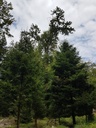 Helvetia-Eiche-Webpage-4-scaled.jpg