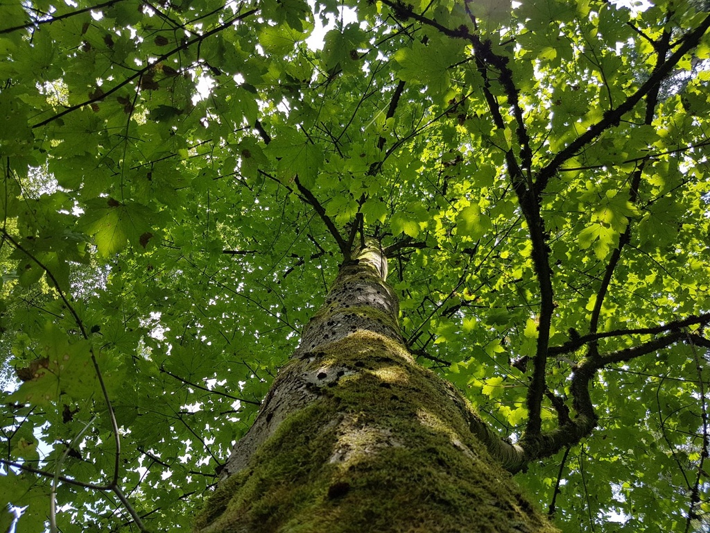 Rumpelstilzchen-Ahorn-Webpage-2-scaled.jpg