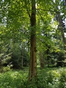 Rumpelstilzchen-Ahorn-Webpage-3-scaled.jpg