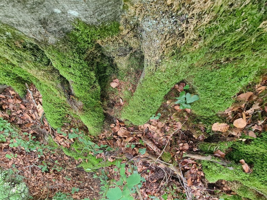 Paarhufer_6_1500px.jpg