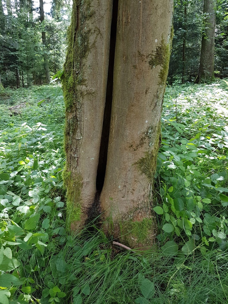 Rumpelstilzchen-Ahorn-Webpage-4-scaled.jpg