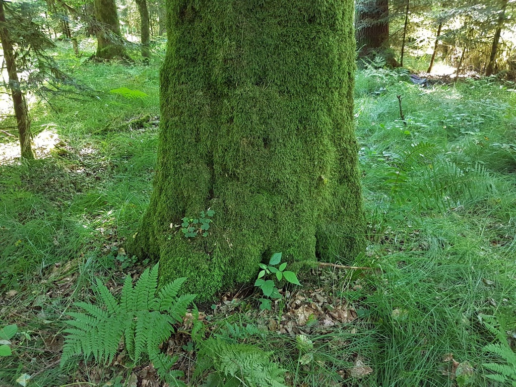 Wega-Buche-Webpage-2-scaled.jpg