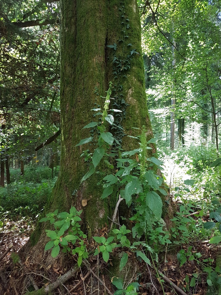 Herzblatt-Linde-Webpage-2-scaled.jpg