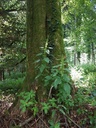 Herzblatt-Linde-Webpage-2-scaled.jpg