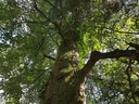 Herzblatt-Linde-Webpage-4-scaled.jpg