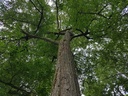 Freyja-Linde-3-scaled.jpg