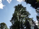 Herzblatt-Linde-Webpage-5-scaled.jpg