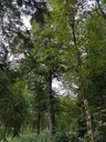 Freyja-Linde-6-scaled.jpg