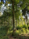 Gluecksbringer-Buche-webpage-3-scaled.jpg