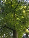 Gluecksbringer-Buche-webpage-4-scaled.jpg