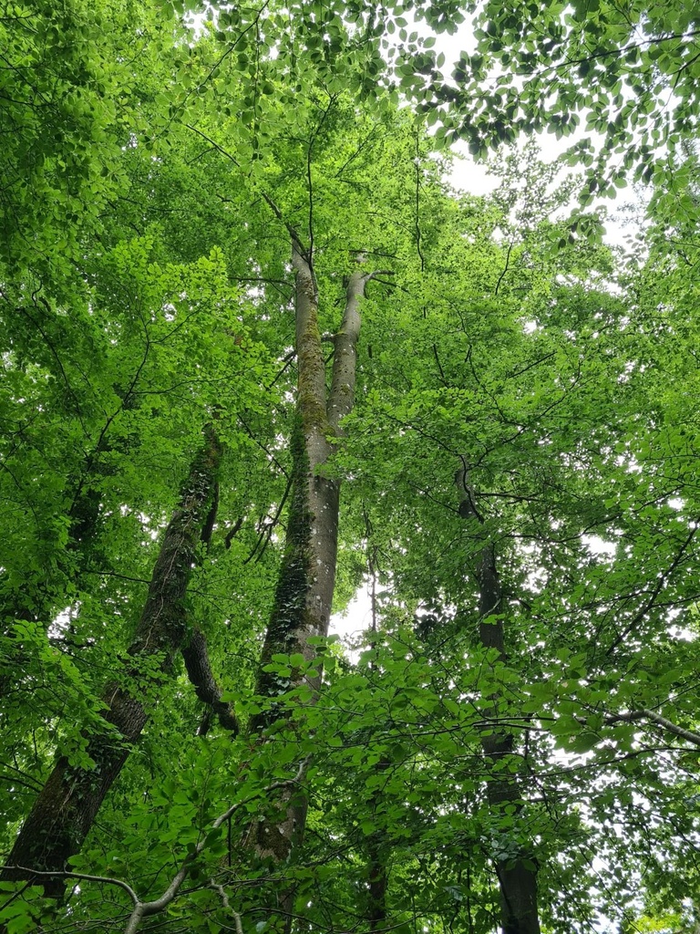 Paarhufer_1_1500px.jpg