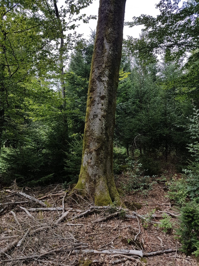 Little-John-Buche-Webpage-2-scaled.jpg