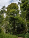 Atlas-Buche-5-scaled.jpg