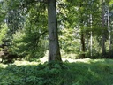 Amor-Eiche-Webpage-2-scaled.jpg