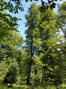 Amor-Eiche-Webpage-4-scaled.jpg