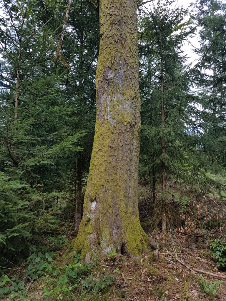 Stehaufmaennchen-Buche-webpage-2-scaled.jpg