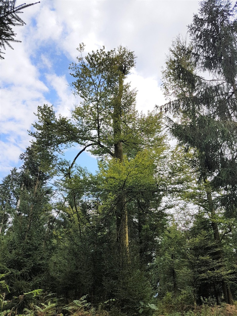 Stehaufmaennchen-Buche-webpage-3-scaled.jpg