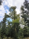 Stehaufmaennchen-Buche-webpage-3-scaled.jpg