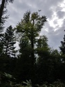 Stehaufmaennchen-Buche-webpage-4-scaled.jpg