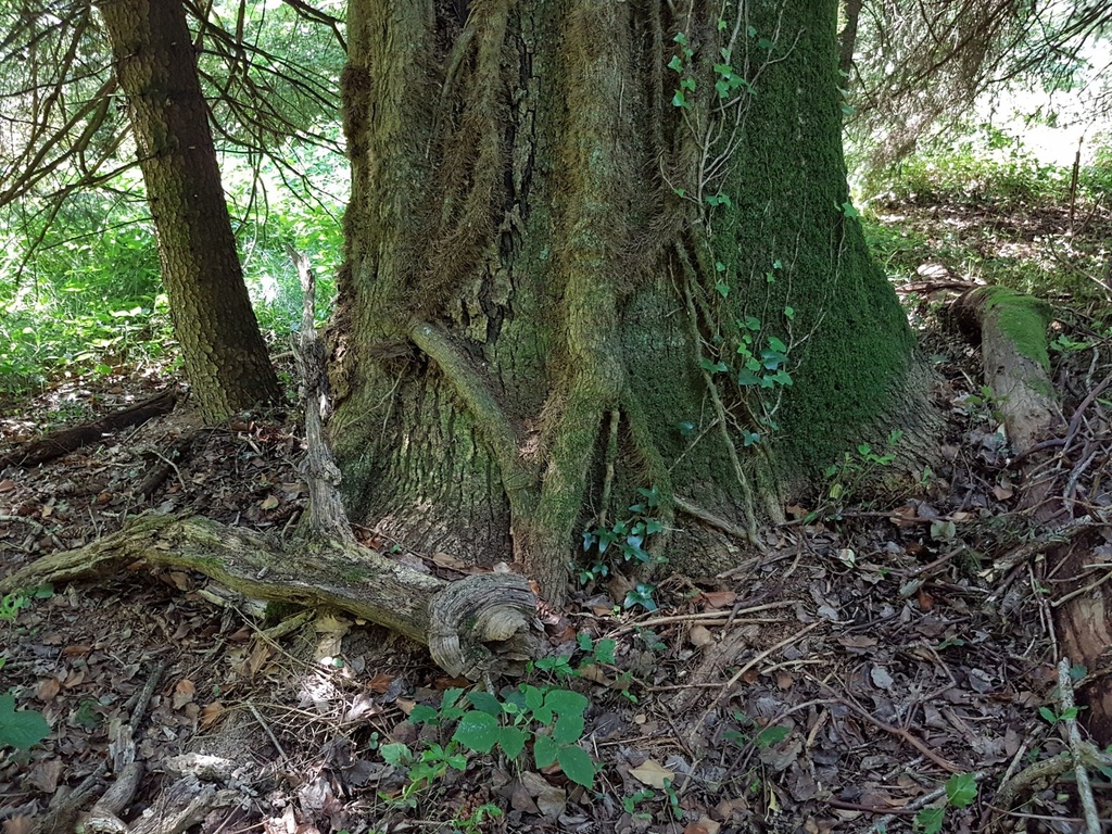 Walkueren-Eiche-Webpage-2-scaled.jpg