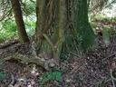 Walkueren-Eiche-Webpage-2-scaled.jpg
