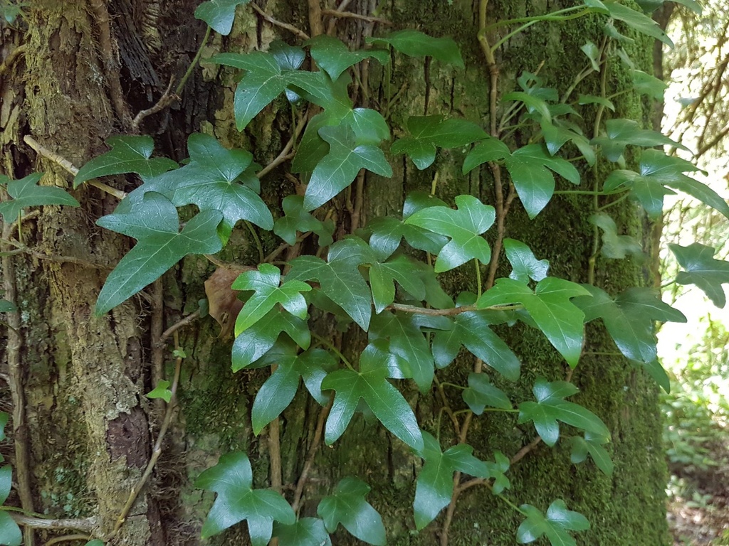 Walkueren-Eiche-Webpage-3-scaled.jpg