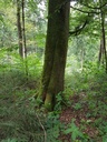Lillebror-Buche-Webpage-2-scaled.jpg
