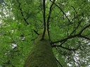 Lillebror-Buche-Webpage-3-scaled.jpg
