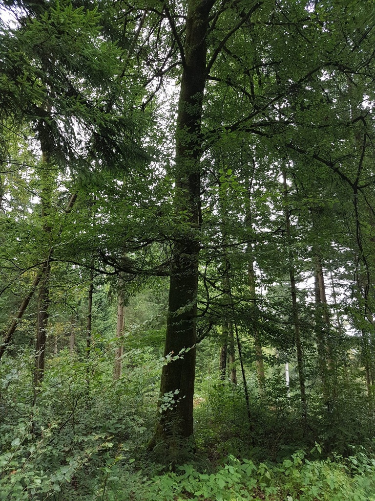 Lillebror-Buche-Webpage-4-scaled.jpg