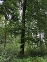 Lillebror-Buche-Webpage-4-scaled.jpg