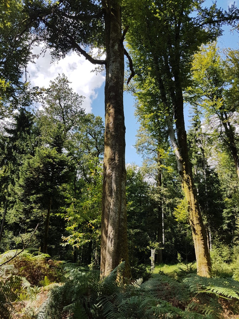 Smaragd-Buche-Webpage-2-scaled.jpg