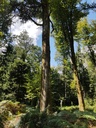 Smaragd-Buche-Webpage-2-scaled.jpg