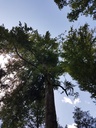 Smaragd-Buche-Webpage-3-scaled.jpg