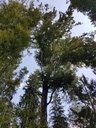 Smaragd-Buche-Webpage-4-scaled.jpg