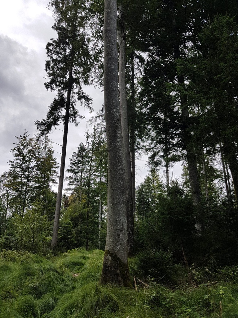 Schoeppelimunggi-Bueche-Webpage-2-scaled.jpg