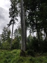 Schoeppelimunggi-Bueche-Webpage-2-scaled.jpg