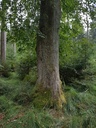 Frohnatur-Linde-webpage-2-scaled.jpg