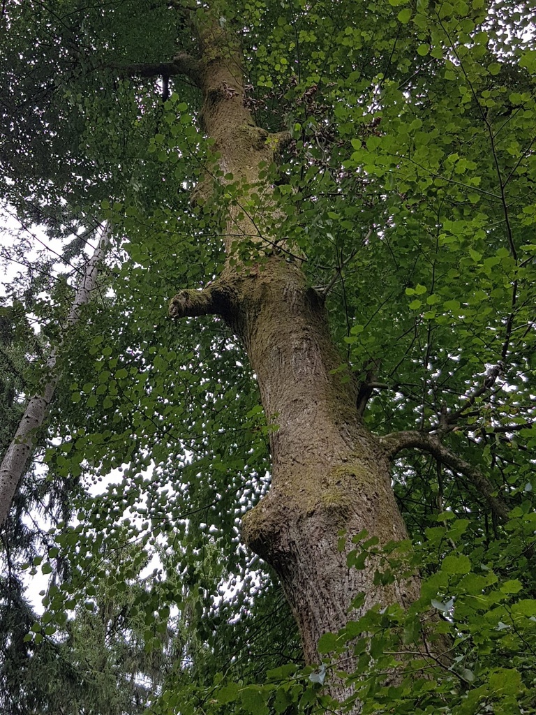 Frohnatur-Linde-webpage-3-scaled.jpg
