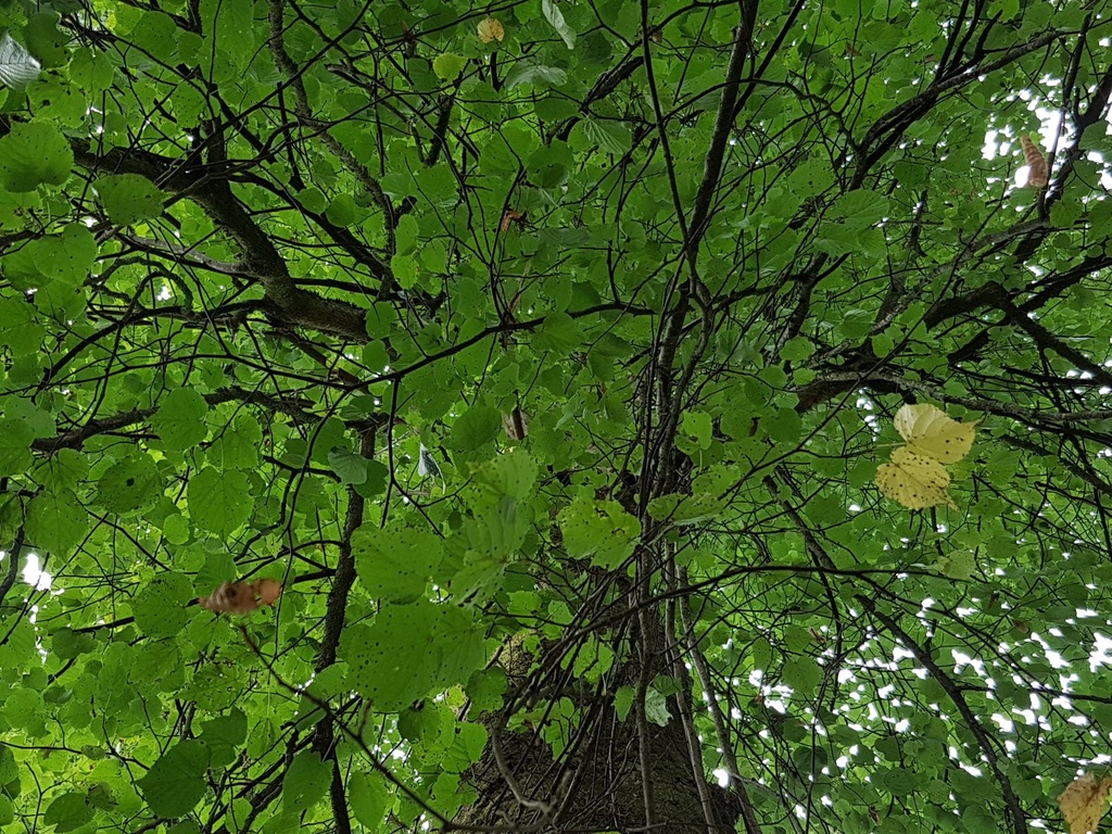 Frohnatur-Linde-webpage-4-scaled.jpg