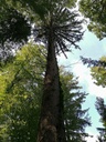Turm-Eibe-2-scaled.jpg