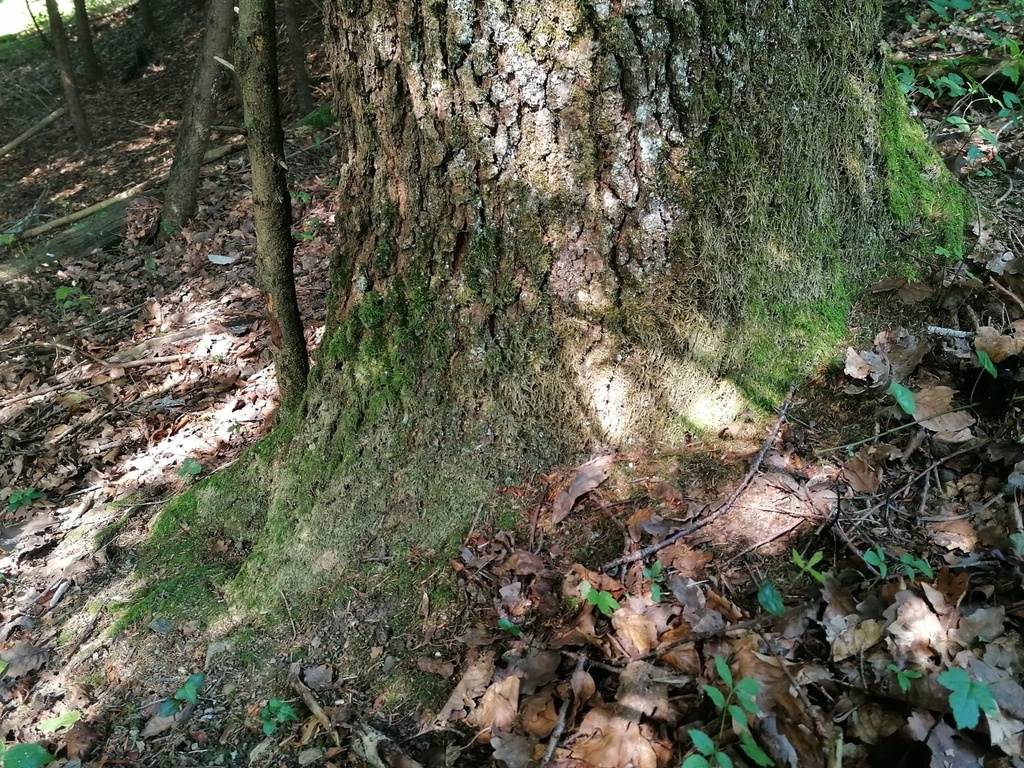 Gupf-Eiche-2-scaled.jpg